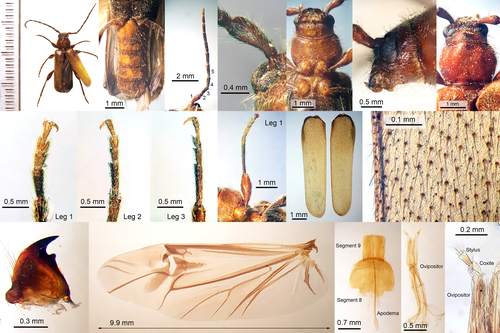 Phymatode variable