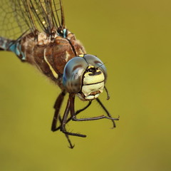 Aeshna interrupta lineata