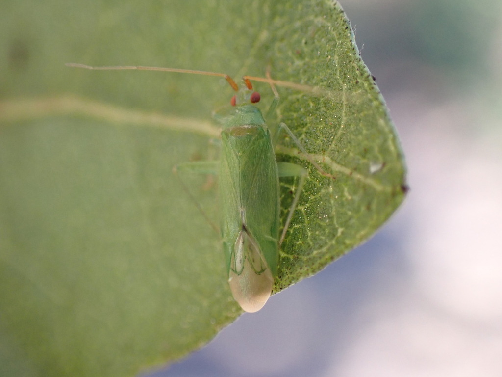 Canariocoris antennalis