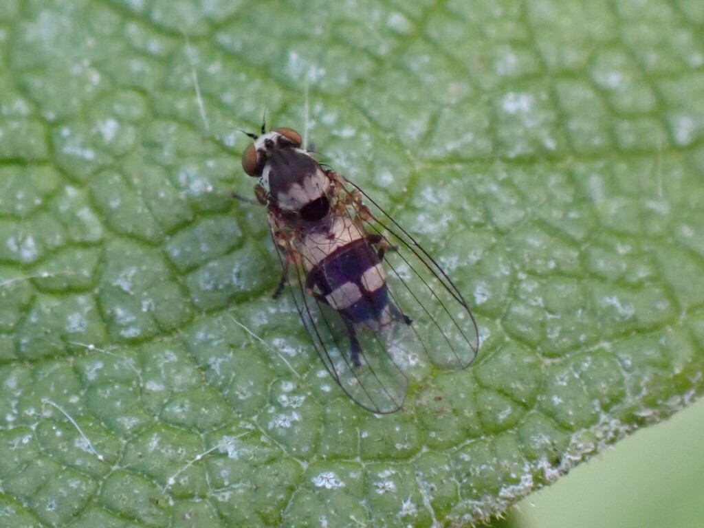 Callomyia dives