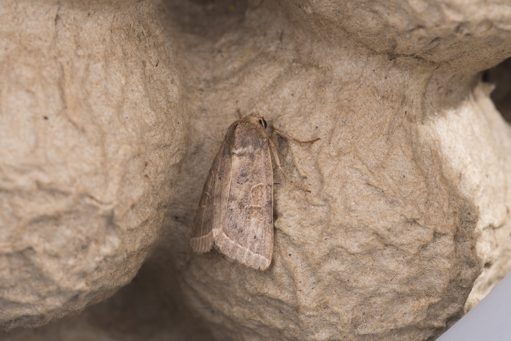 Hoplodrina bunun