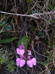 Comparettia macroplectron