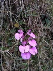 Comparettia macroplectron