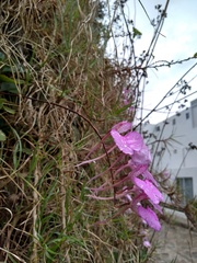 Comparettia macroplectron