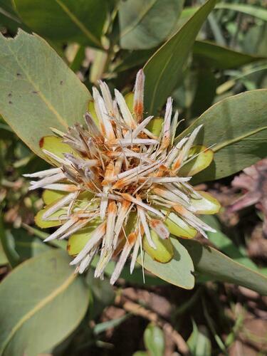 African sugarbush