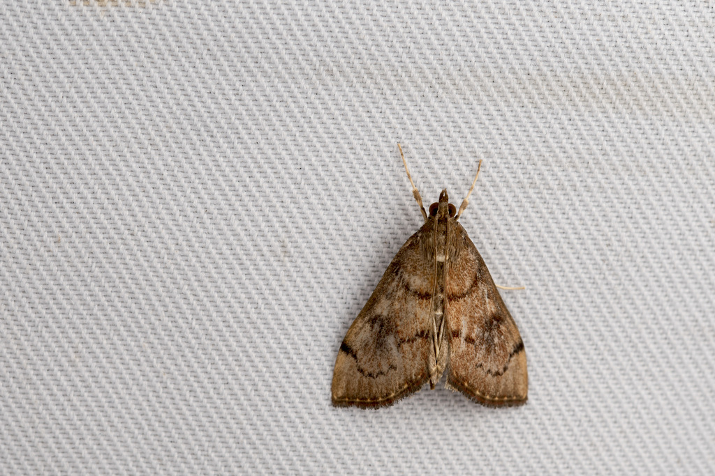 Placosaris taiwanalis