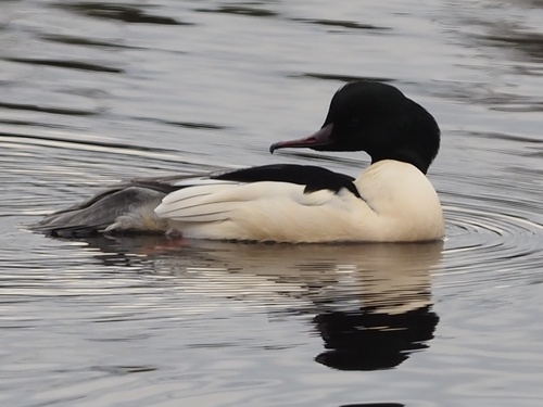 Serreta grande (Mergus merganser)