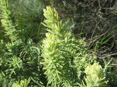 Castilleja grisea