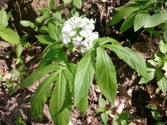 Cardamine heptaphylla