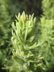Castilleja grisea