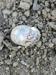 Theodoxus fluviatilis