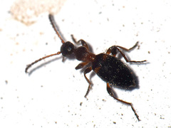 Anthelephila pedestris