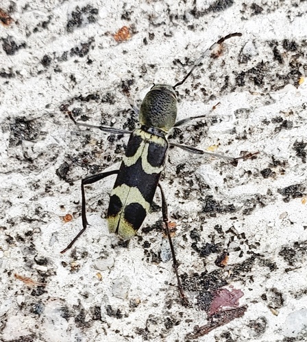 Perissus fairmairei · iNaturalist