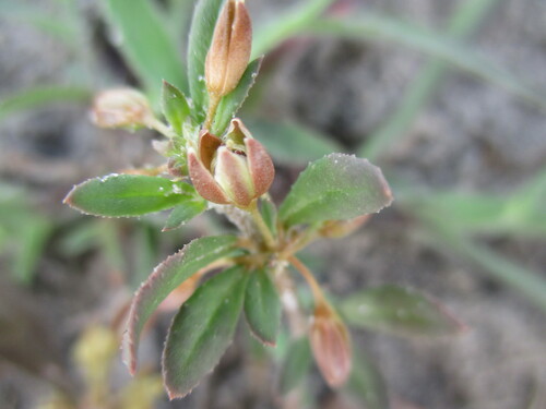Image of Glinus Bainesii (Glinus bainesii) by no rights reserved