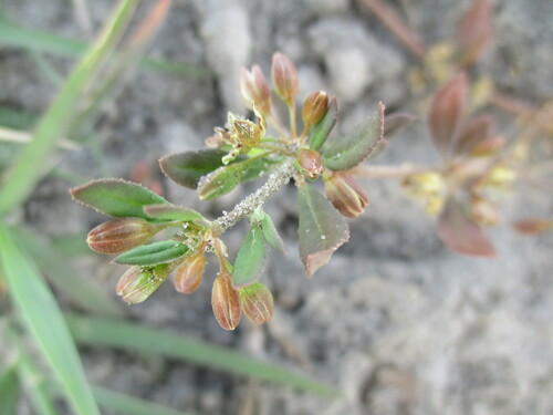 Image of Glinus Bainesii (Glinus bainesii) by no rights reserved