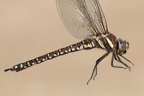 Sedge Darner
