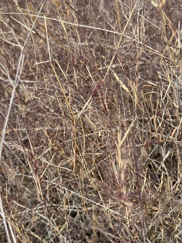 bush muhly (Muhlenbergia porteri)