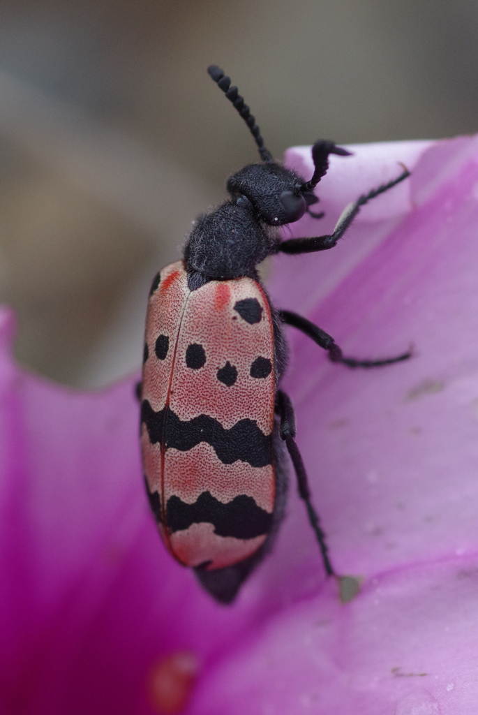 Ceroctis groendali