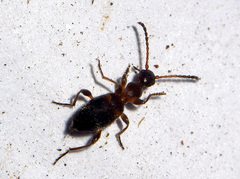 Anthelephila pedestris