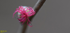 Corylus heterophylla