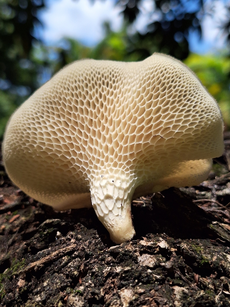 Favolus tessellatus · December 2023 · photo: © deniszabin (iNaturalist, cc-by)