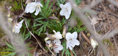 Viola albida