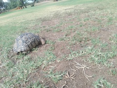 Stigmochelys pardalis