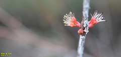 Prunus armeniaca