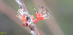 Prunus armeniaca