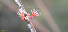 Prunus armeniaca