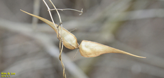 Vincetoxicum floribundum