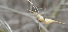 Vincetoxicum floribundum