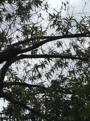 Escallonia pendula