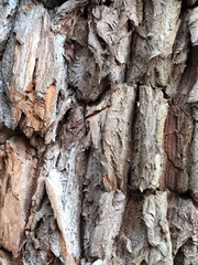 Escallonia pendula