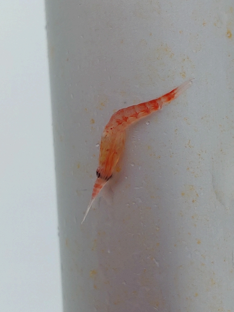 ice krill