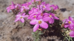 Oxalis exserta