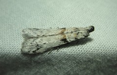 Laetilia dilatifasciella