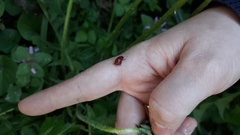 Gonioctena fornicata