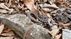 Gloydius intermedius