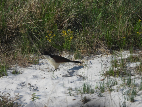 Coppery-tailed Coucal (Centropus cupreicaudus), photo 10