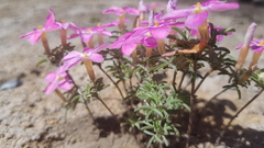 Oxalis exserta