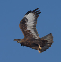 Long-Legged Buzzard photo 4