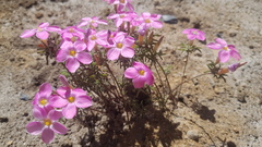 Oxalis exserta