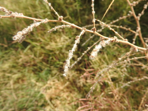 Kochia (Bassia indica)