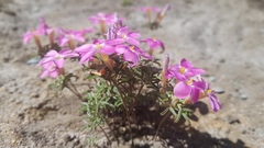 Oxalis exserta