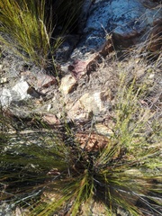 Opistophthalmus