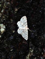 Ophthalmitis herbidaria