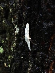 Ophthalmitis herbidaria