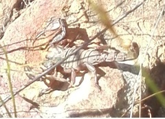 Opistophthalmus