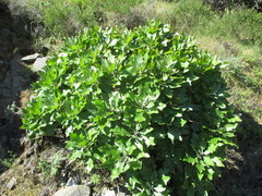 Munzothamnus blairii
